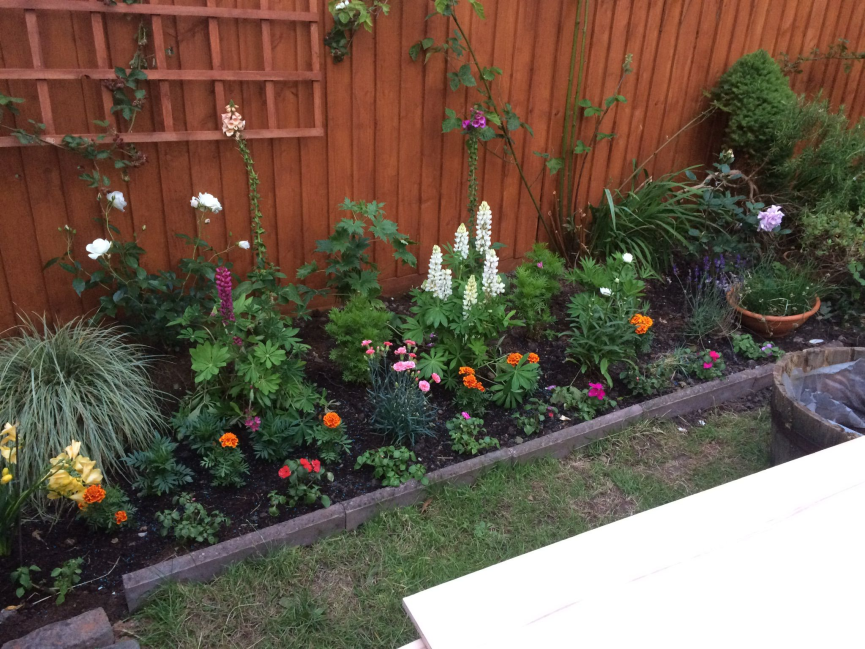Garden flower bed with colourful lupins, marigolds and roses against timber fence