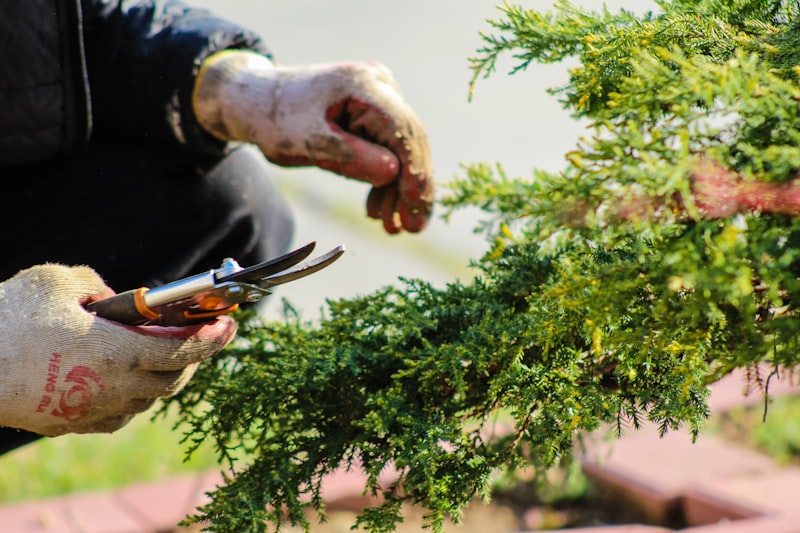 Garden Maintenance Projects