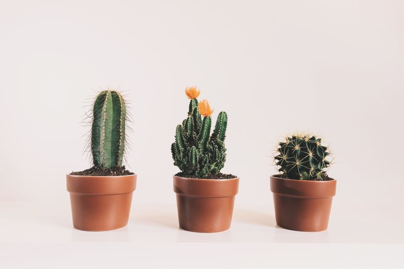 Garden Planters